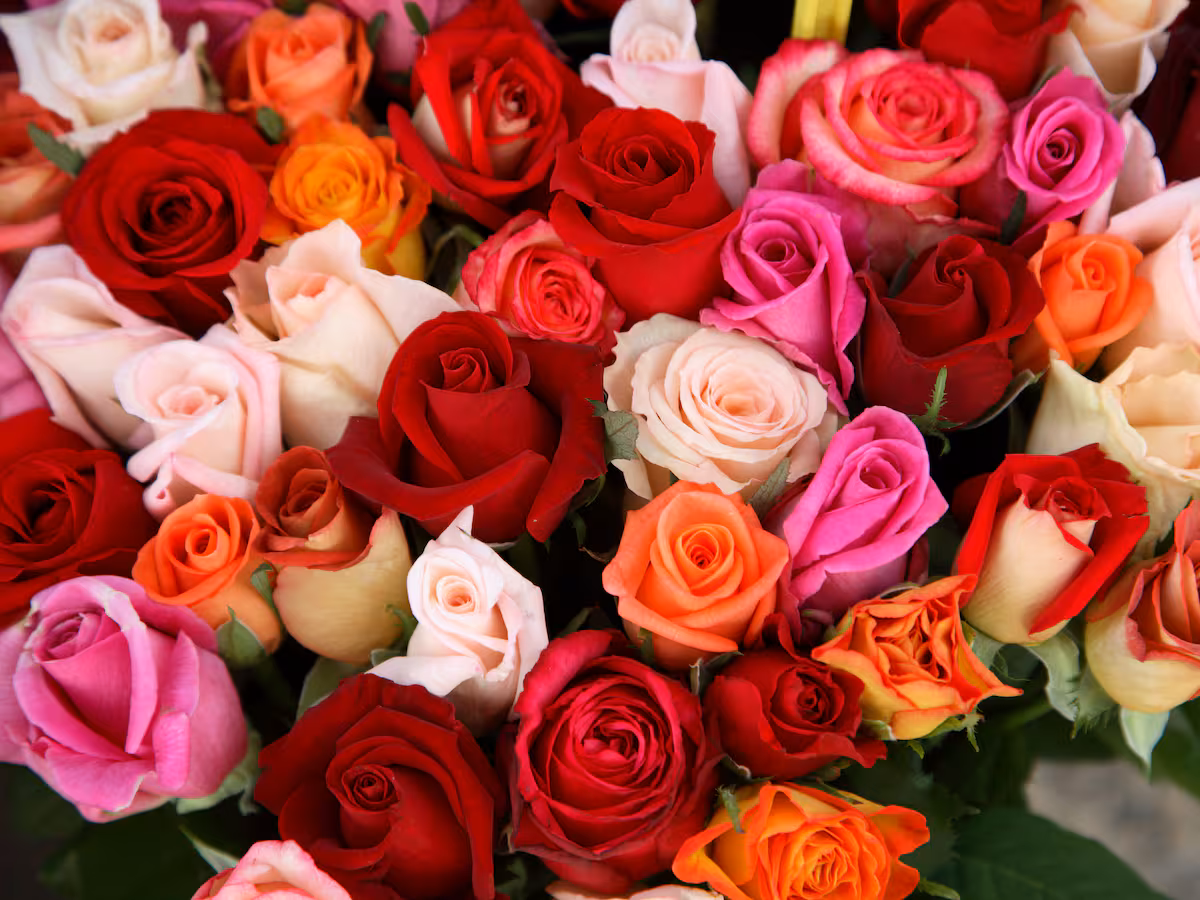 Dólar barato: por qué los floricultores de Boyacá están prendiendo las alarmas