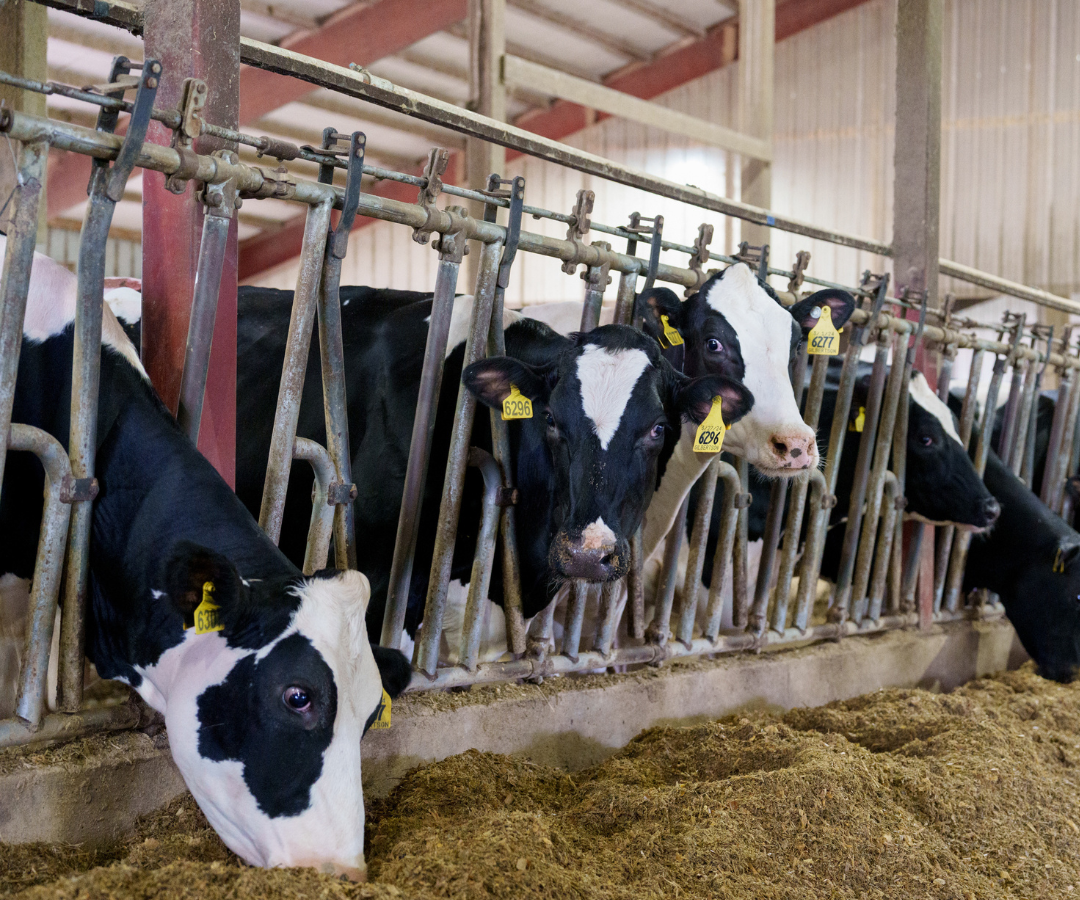 Canadá responde: aranceles de hasta 50% a más de 700 productos estadounidenses